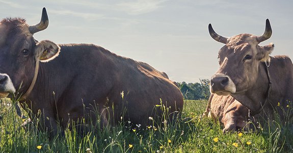 Kühe auf der Weide