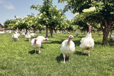Truthähne auf der Weide Eine Herde weißer Truthähne auf einer grünen Wiese zwischen blühenden Bäumen an einem sonnigen Tag.